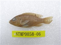 藏品(吉利慈鯛)的圖片